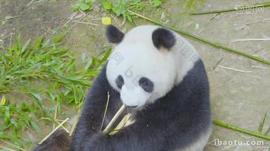 大熊猫用嘴巴扒竹子皮吃4K实拍